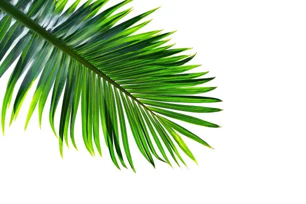 Palm 