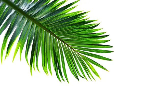 Palm Sunday: Victorious Sunday