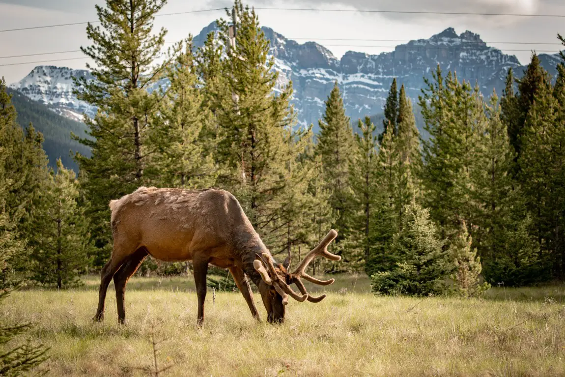 <strong>Wildlife Encounters: Discovering Canada's Natural Beauty</strong>